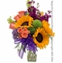 Sunshine & Purple Blooms