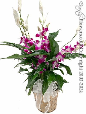 Sympathy Plants