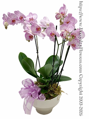 Triple Orchid Plant Lavender
