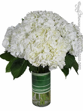 White Hydrangea Garden