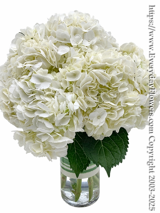White Hydrangea Garden