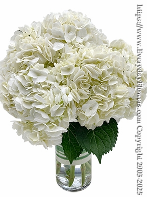 White Hydrangea Garden