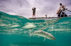 Canarreos - gallery image 1