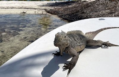 Canarreos - gallery image 14