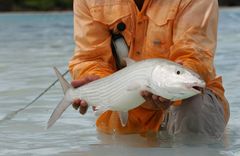 Cayo Largo - gallery image 4