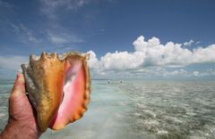 Cayo Largo - gallery image 7