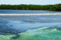 Cayo Romano - gallery image 8