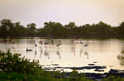 Cayo Romano - gallery image 15