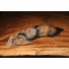 Complete Coyote Tail