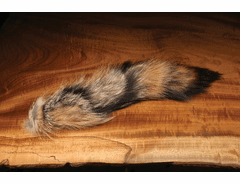 Complete Coyote Tail