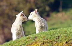 Eleven Owen River Lodge - gallery image 7