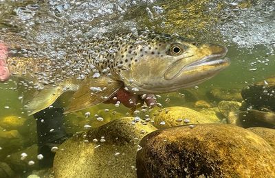 Eleven Owen River Lodge - gallery image 11