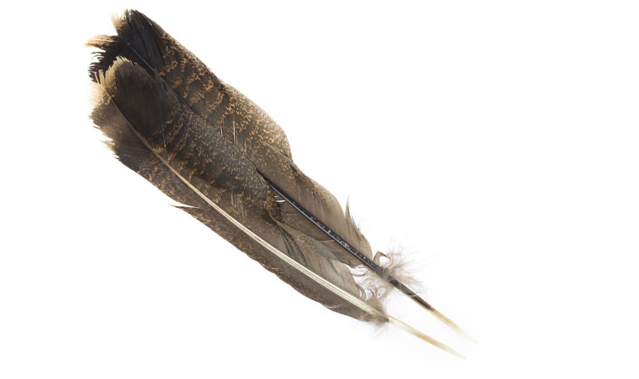 Hareline Cinnamon Tip Turkey Tail Feathers