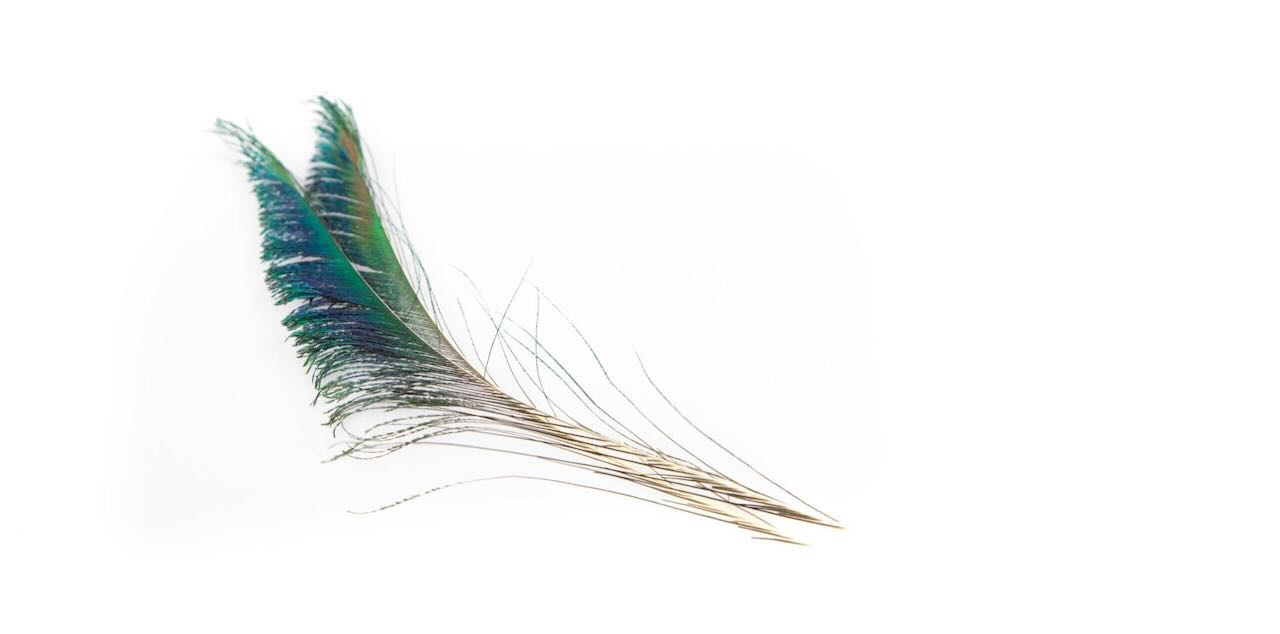 Hareline Peacock Sword Fly Tying Feathers Supplies Materials