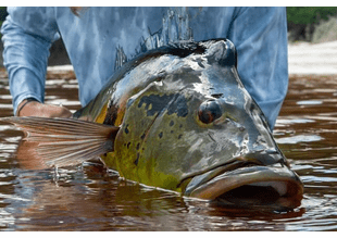 Jungle Fly Fishing Adventure – August 2025