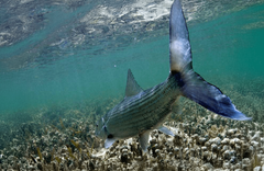 Jardines de la Reina - gallery image 2