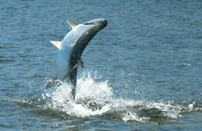 Jardines de la Reina - gallery image 17