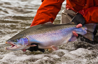 Jurassic Lake Lodge - gallery image 11