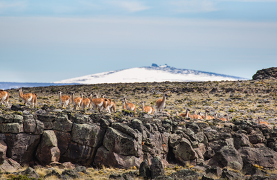 Jurassic Lake Lodge - gallery image 16