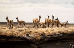 Kau Tapen Lodge - gallery image 8