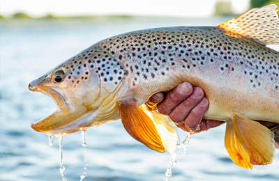 Limay River Lodge - gallery image 17