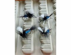 New Zealand Blue Bottle Fly