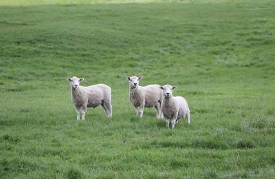 Poronui Lodge - gallery image 13