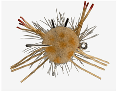 Rio's Prize Fighter Crab Flies