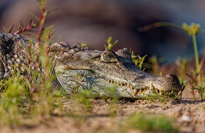 Xingu Lodge - gallery image 15