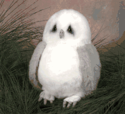 11" Lou Rankin Wordsworth Owl Plush by Encore