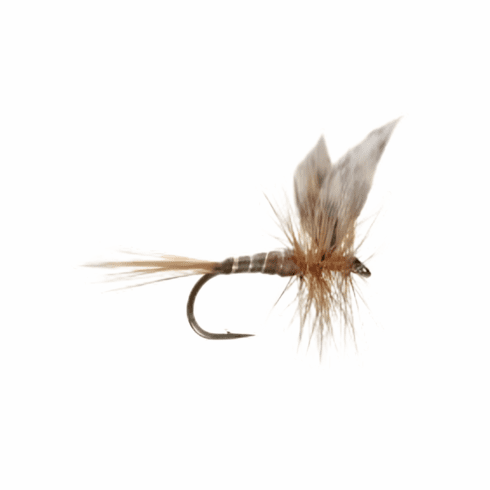 American March Brown