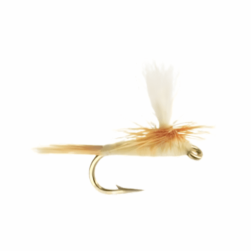 Light Cahill Parachute