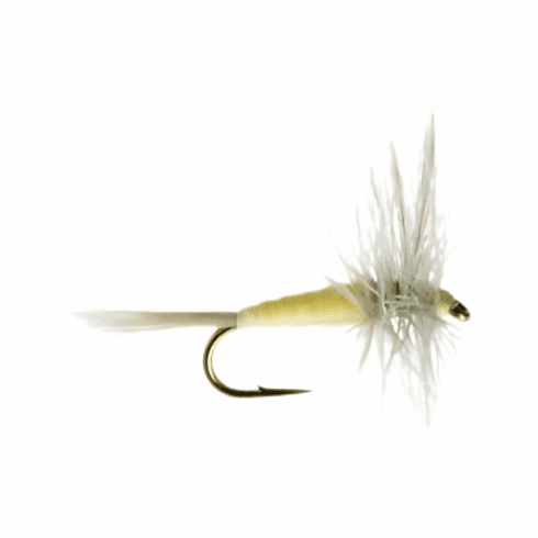 Pale Morning Dun Thorax