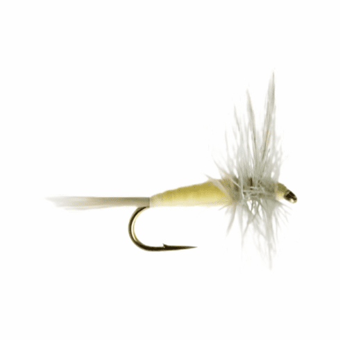 Sparkle Dun Pale Morning Dun