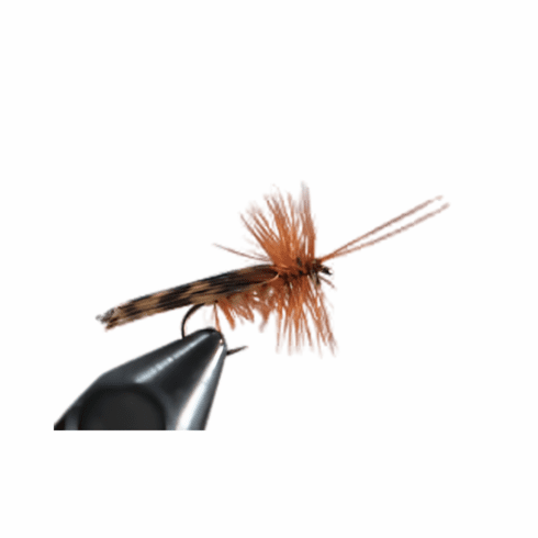Tent Wing Caddis Brown