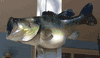16 lb 8 oz Largemouth bass fish mount! Alabama Record