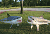 2 Dangerous Sharks package- Great White-Tiger Shark FREE Shipping!