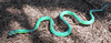Aboral Green Tree Snake replica mount for sale