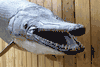 Alligator Gar Fish mount/replica 7ft plus!
