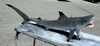 Baby Tiger Shark Mount/Replica