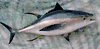 Big 44 inch Blue Fin Tuna Fish mount for sale!