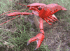 Giant 5 ft Crawfish 3/D replica for seafood restaurants shops