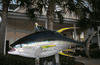 Giant Yellowfin Tuna Mount/Replica- 7ft plus- 285 lb!
