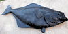 Huge Big Halibut replica mount for sale