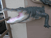 Huge FIERCE Alligator Wall Quarter mount- NEW