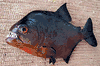 Killer Piranha fish mount replica- Sharp teeth!