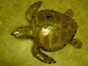  Loggerhead Sea turtle 3/D Mount