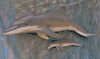 Mom and Baby Dolphins 3/D replicas