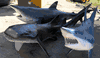 NEW- 3 sharks Restaurant package! all 6ft plus full mounts