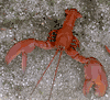 NEW-3ft Giant Lobster 3/D wall decor replica for restaurants